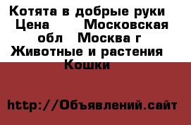 Котята в добрые руки › Цена ­ 1 - Московская обл., Москва г. Животные и растения » Кошки   